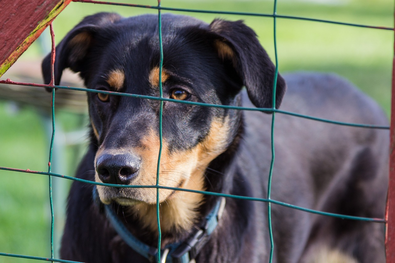 Discover the Wake County Animal Shelter: A Lifeline for Pets in Need