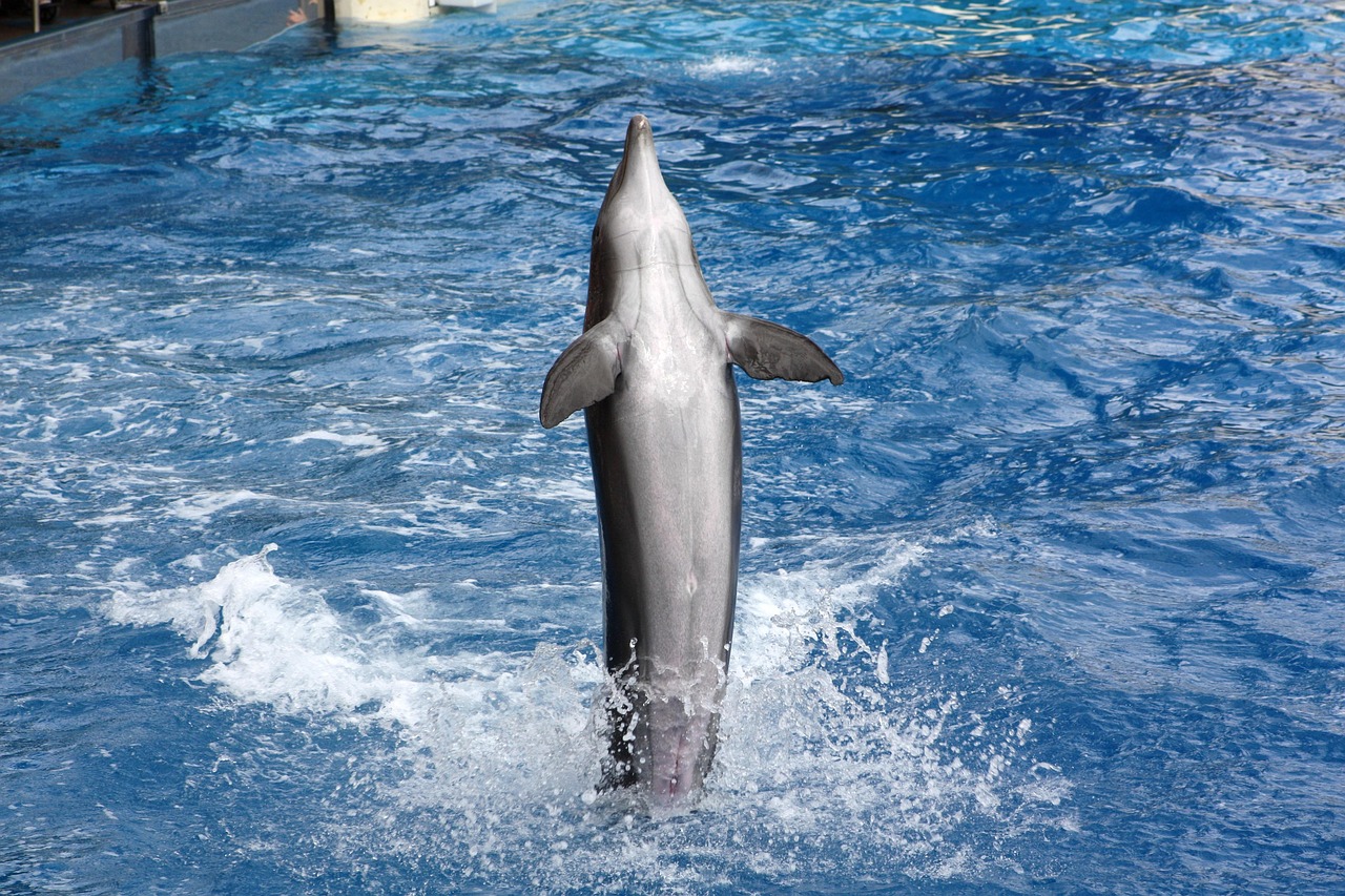 Discover the Amazing List of Animals at Sea World Orlando