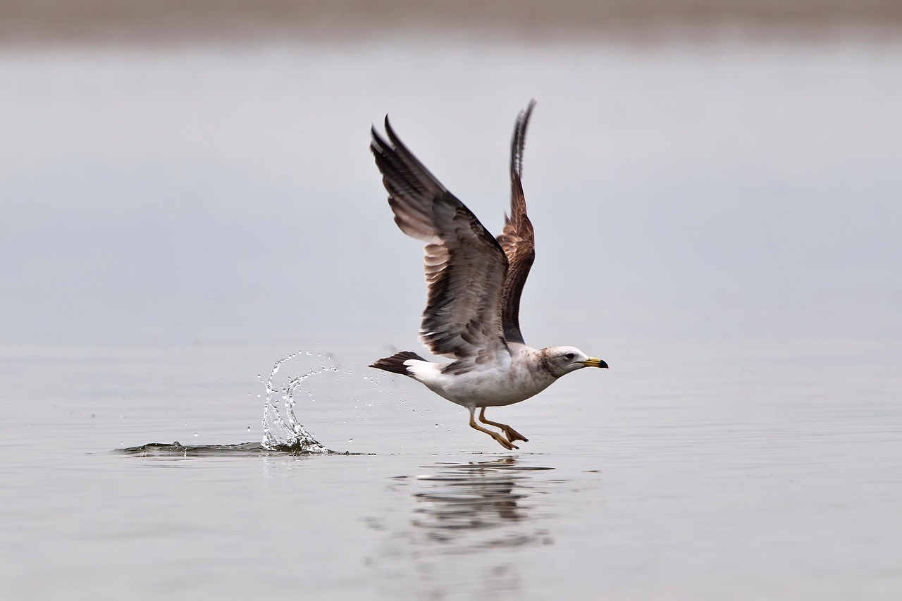 Exploring the Fascinating World of Sea Animals