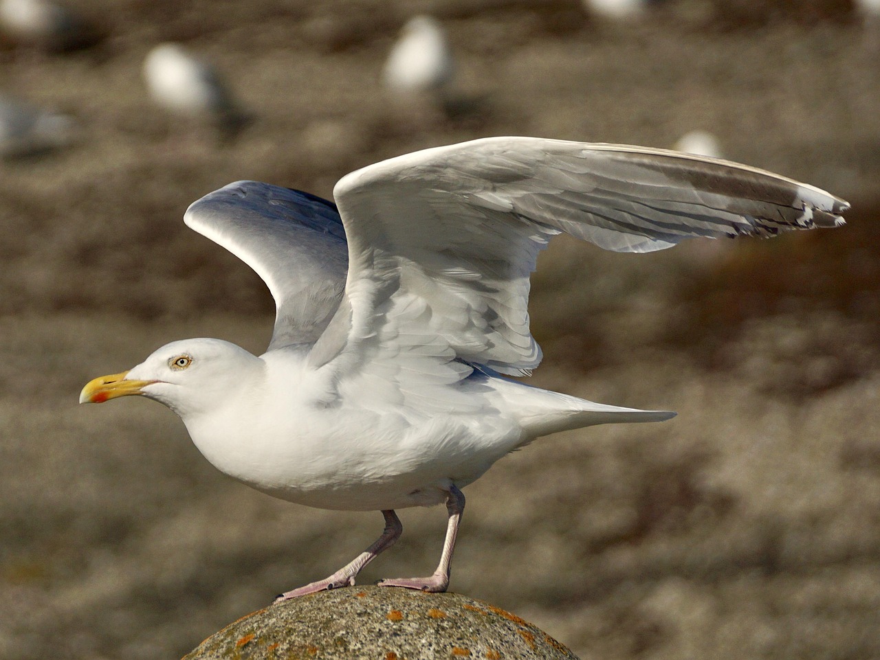 Uncovering Amazing Animals That Start with X