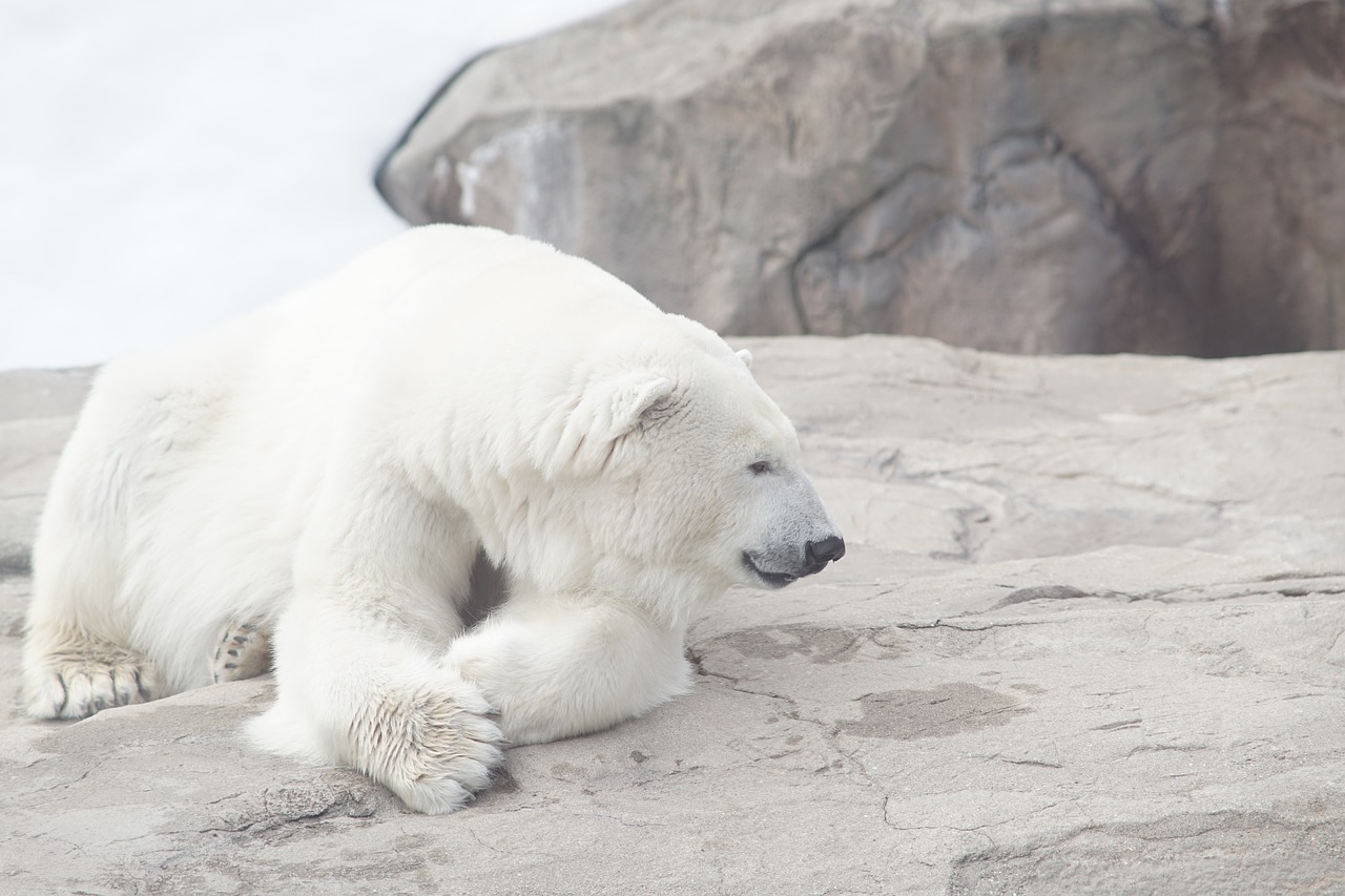 The Fascinating World of Black Bear Animals: Facts and Insights