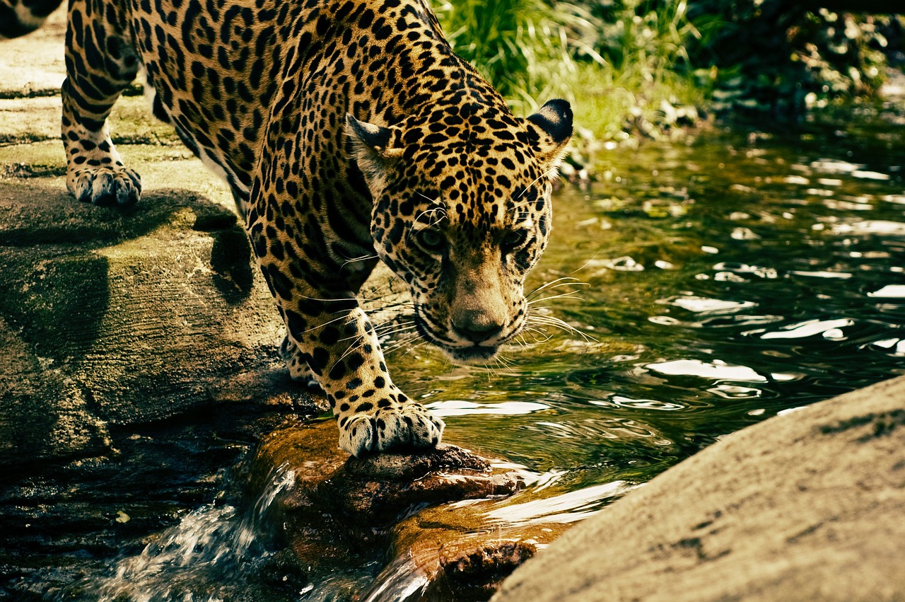 Explore the Clouded Leopard Animal: Habits, Habitat, and Conservation