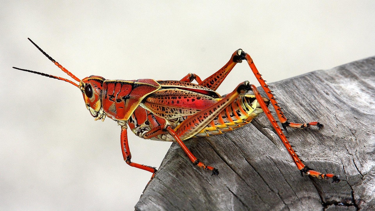 Are Insects Animals? Understanding the Classification of Insects