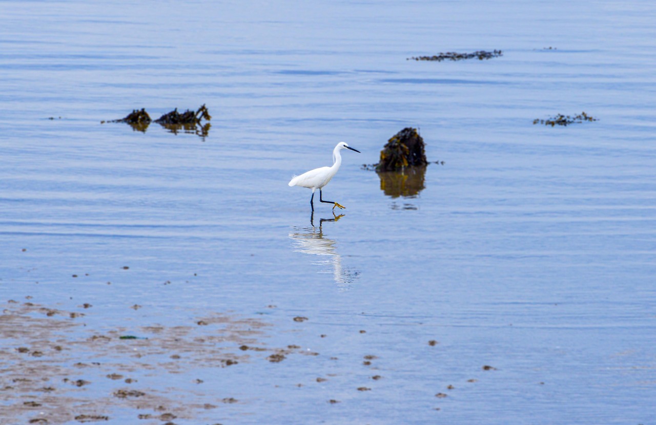 Littoral Zone Animals in Goregua: Discover the Marine Diversity