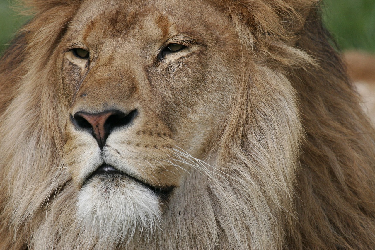 Understanding the Leo Spirit Animal: Traits, Significance, and More