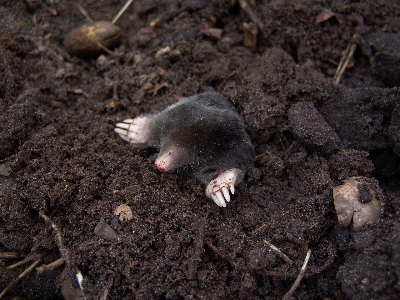 Understanding the Mole Animal: Fascinating Facts and Insights