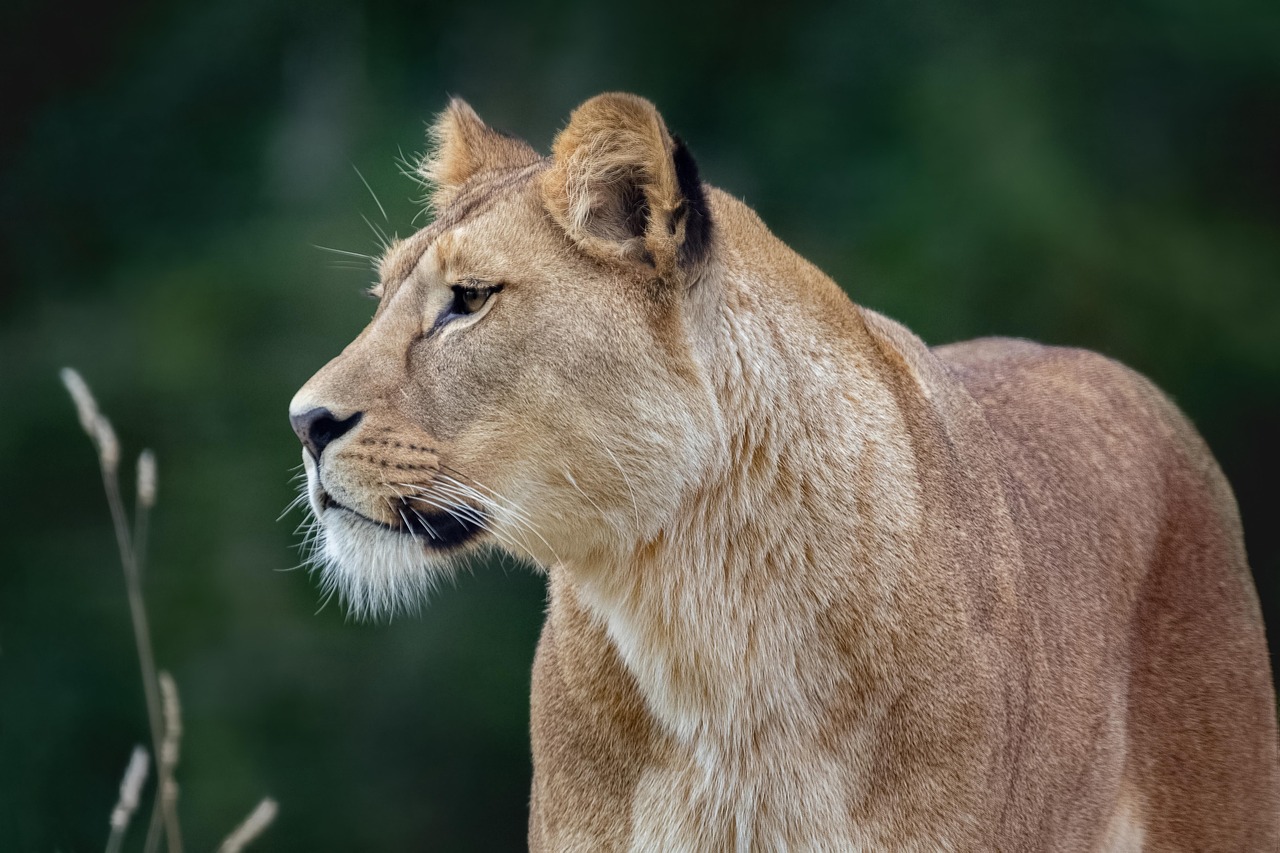 Lion Animal Facts: Unravel the Majestic Secrets of the King of the Jungle