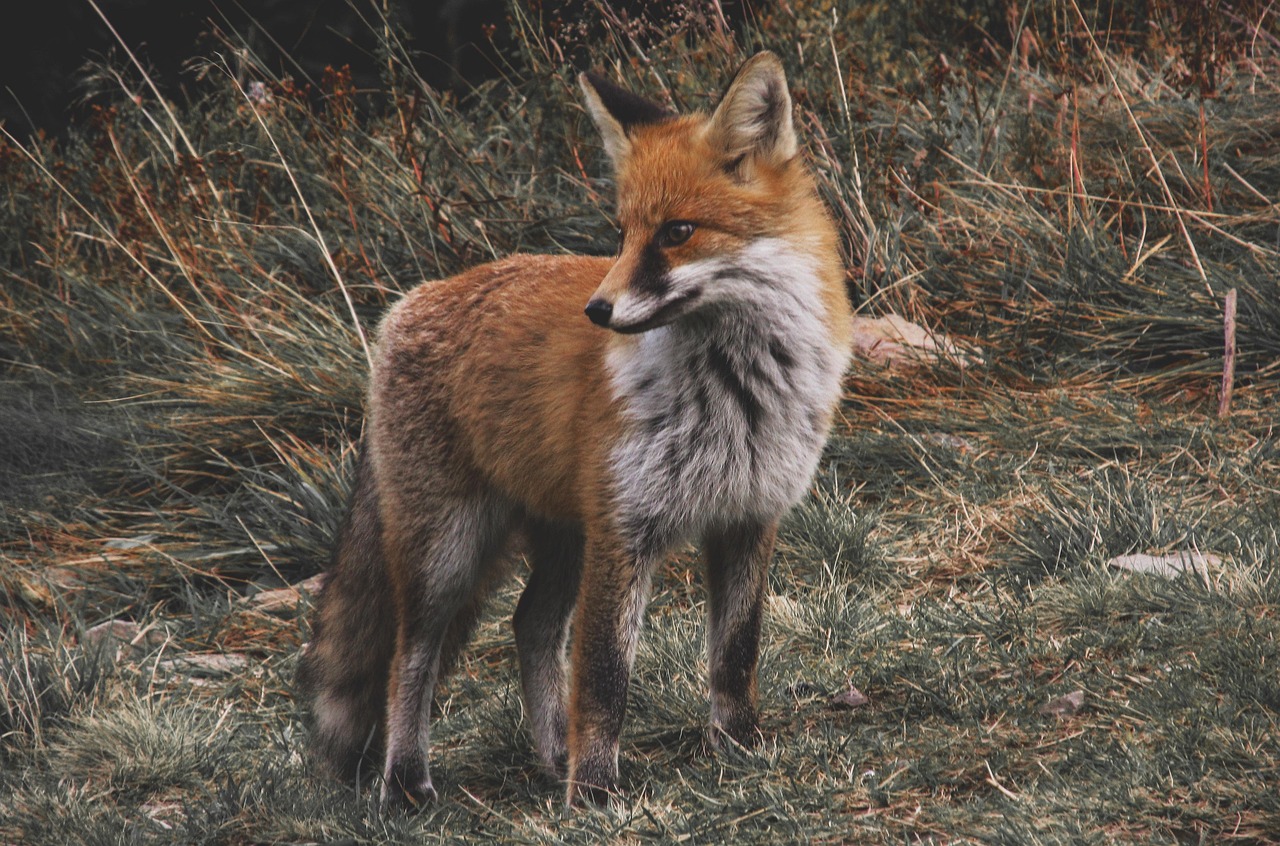 Discover the Fascinating World of the Red Fox Animal