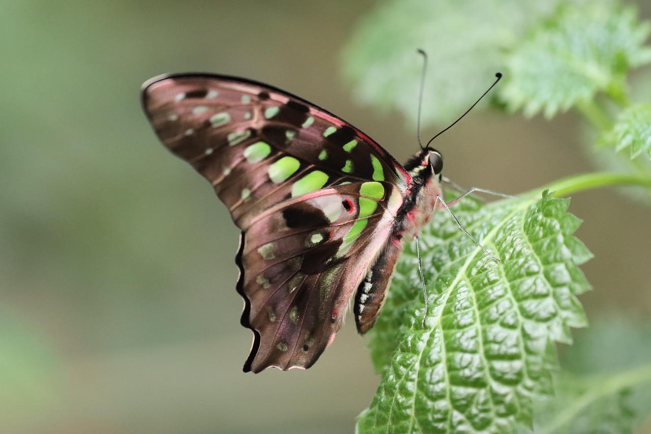 Discover Easy Animal Drawings: Perfect for Beginners