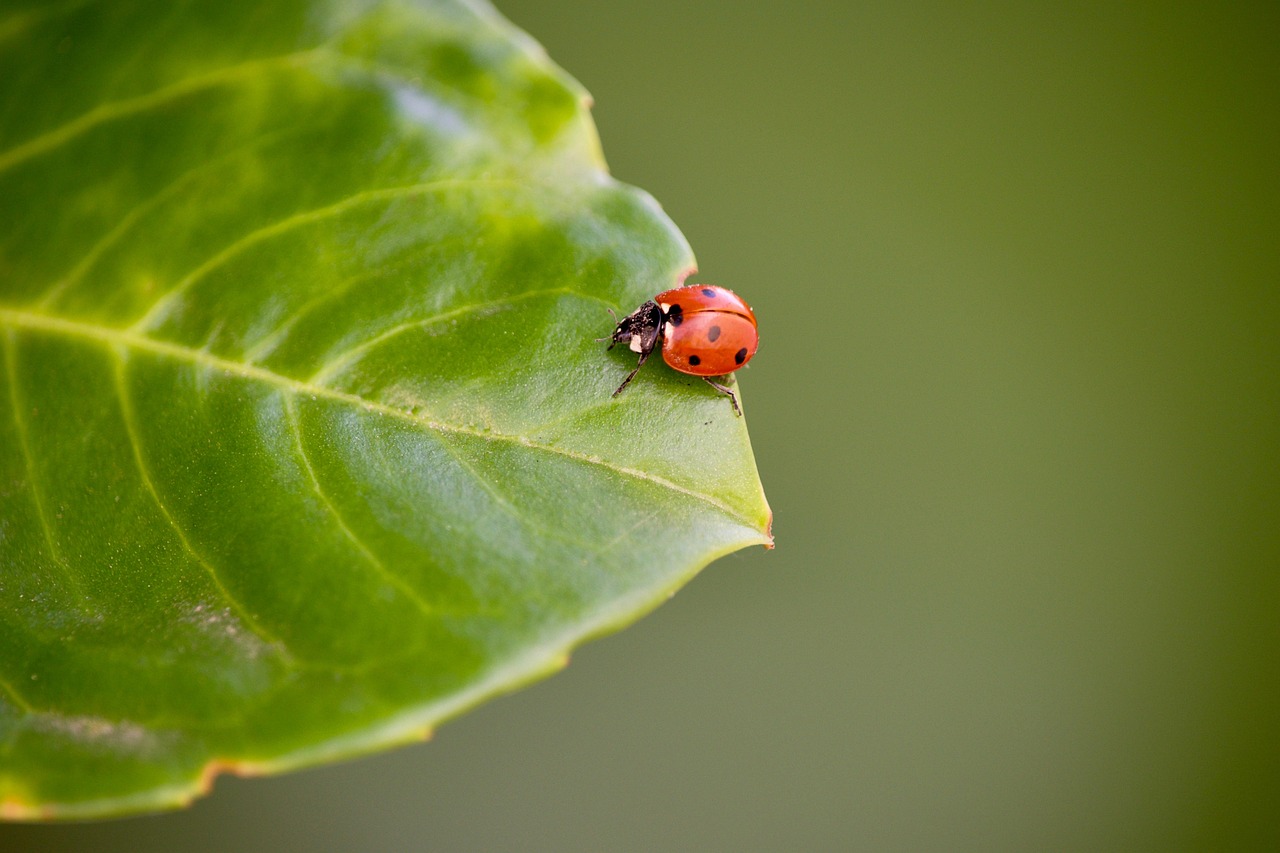 Discover the Joys of Ladybug Stuffed Animals