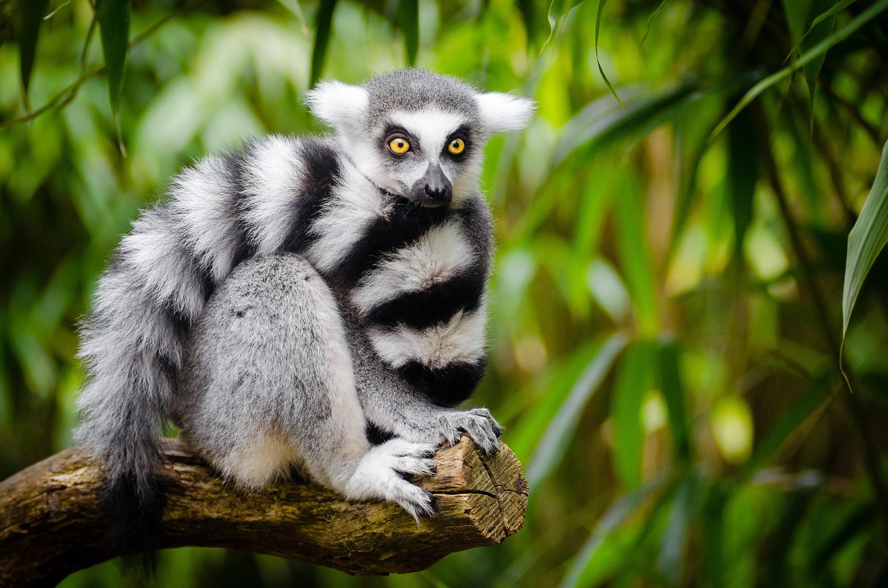 Explore the Joy of a Lemur Stuffed Animal: The Perfect Cuddle Companion