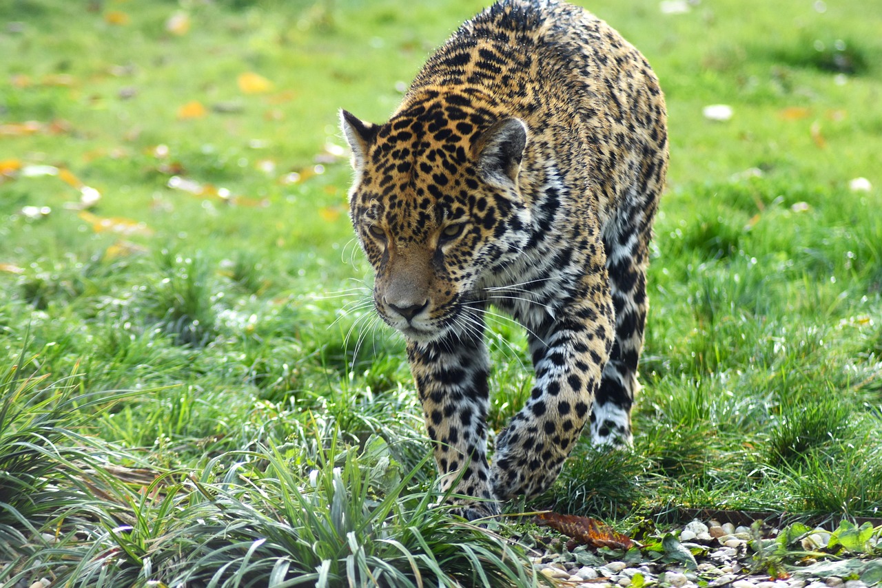 Discover the Fascinating Black Jaguar Animal: Nature's Enigmatic Predator