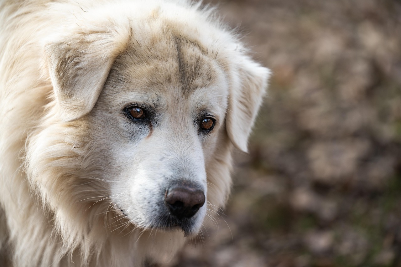 The Joy of Animal Friends: How They Enrich Our Lives