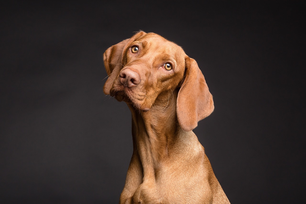 Large Stuffed Animals for Dogs: The Perfect Playmate