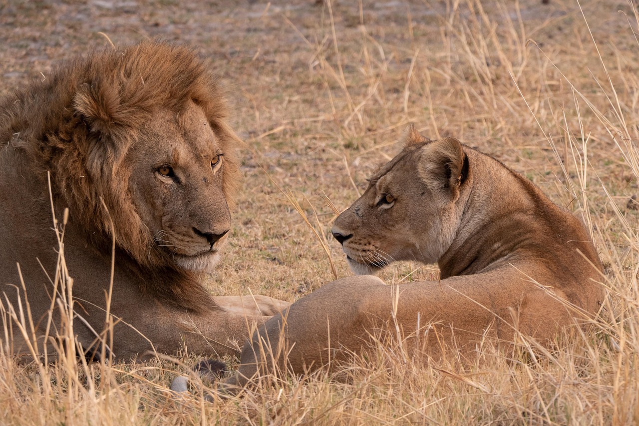 Discover the Amazing World of Safari Animals