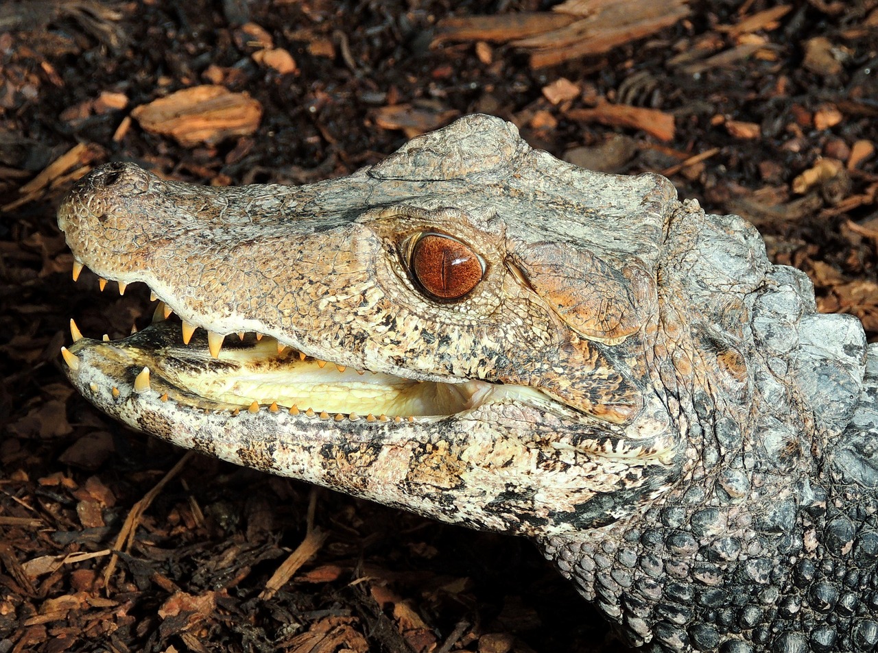 Discover the Fascinating World of the Cayman Animal