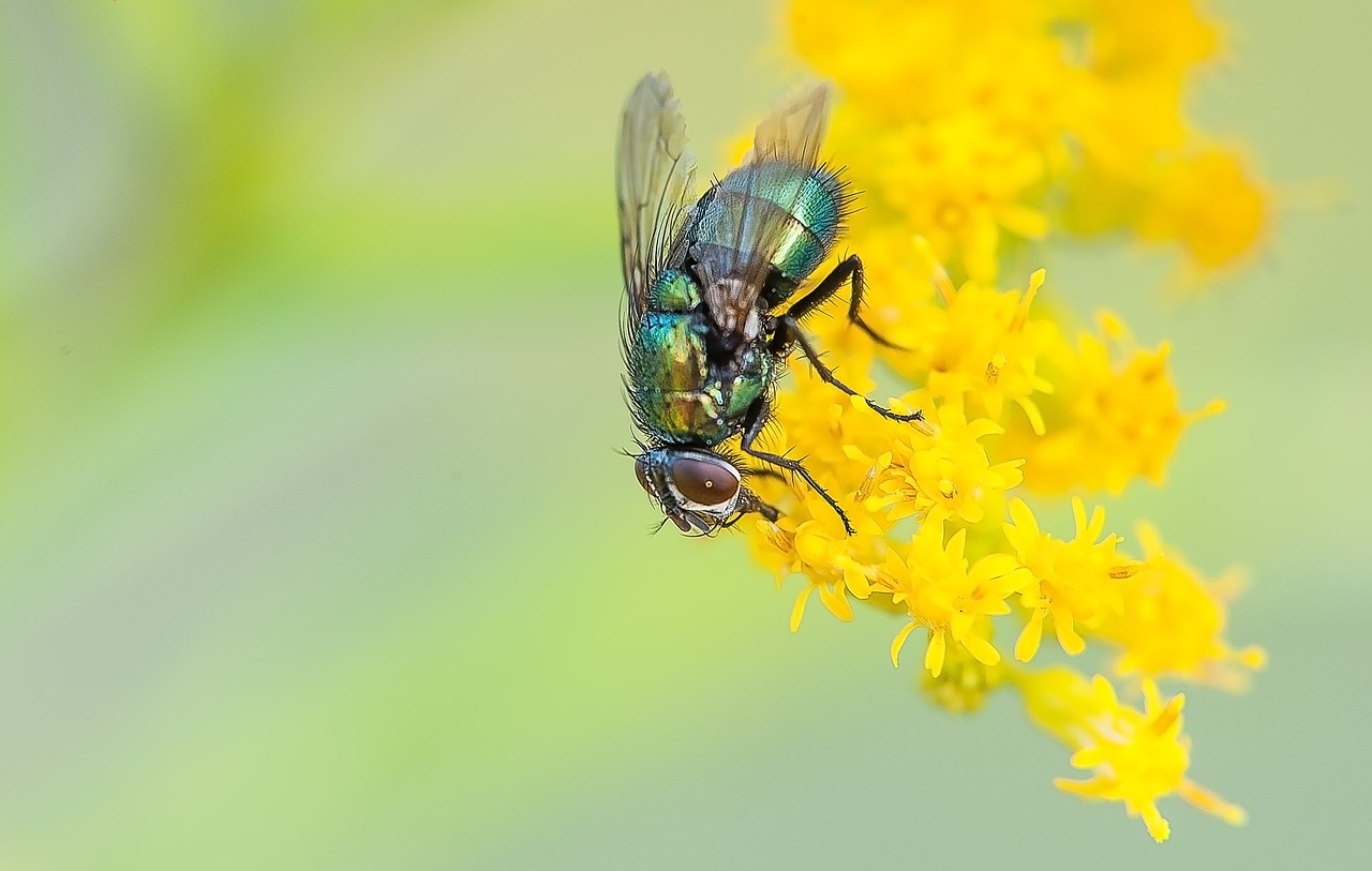 Are Bugs Animals? Discover the Fascinating World of Insects