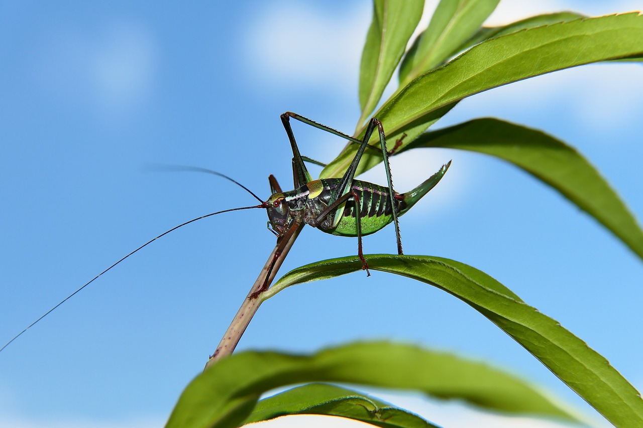 Discovering Invertebrate Animals: Nature's Silent Engineers