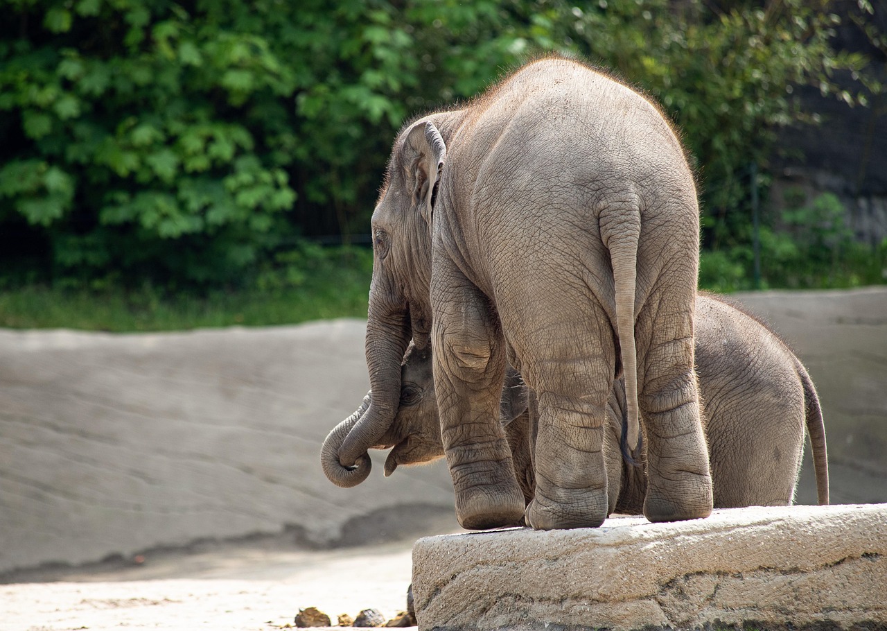 Discover the Wonders of LA Zoo Animals