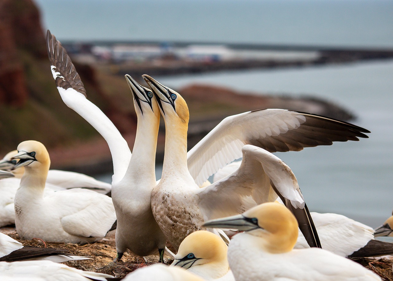 Discovering the Diverse World of Ocean Animals