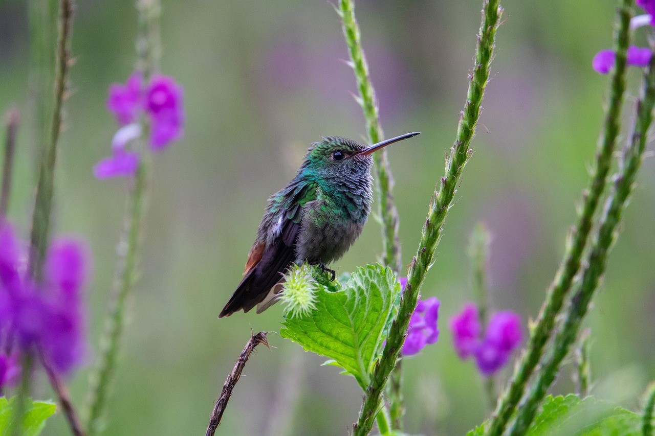 Understanding the Animal Kingdom: Fascinating Insights and Facts