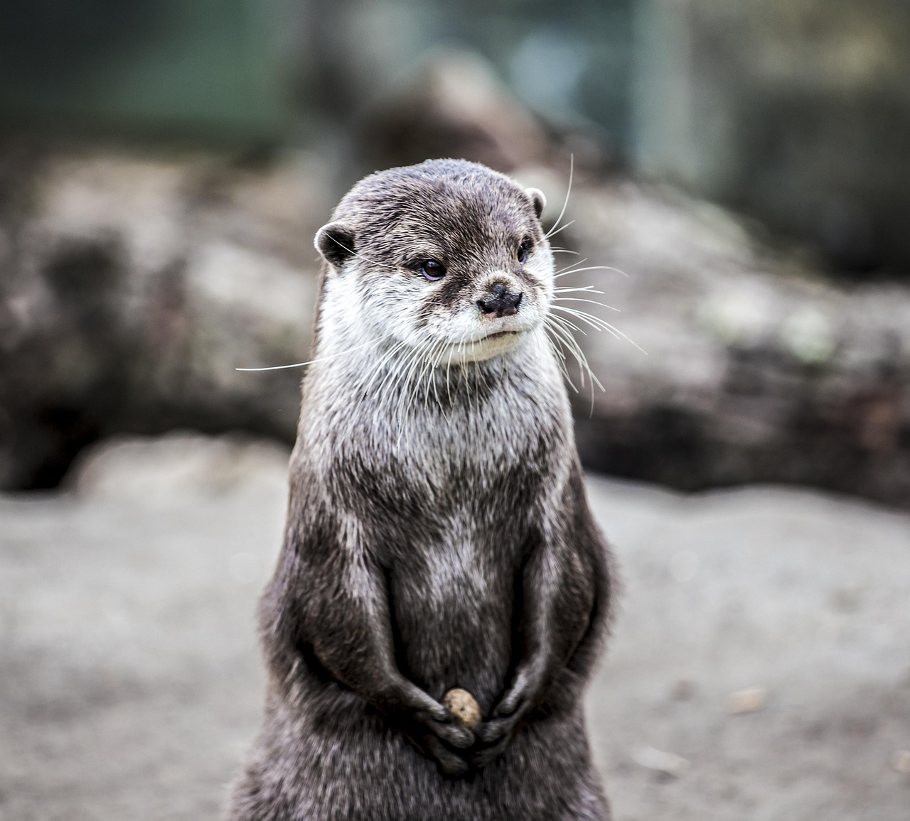 Discovering the Delightful Otter Animal: Fun Facts and Insights