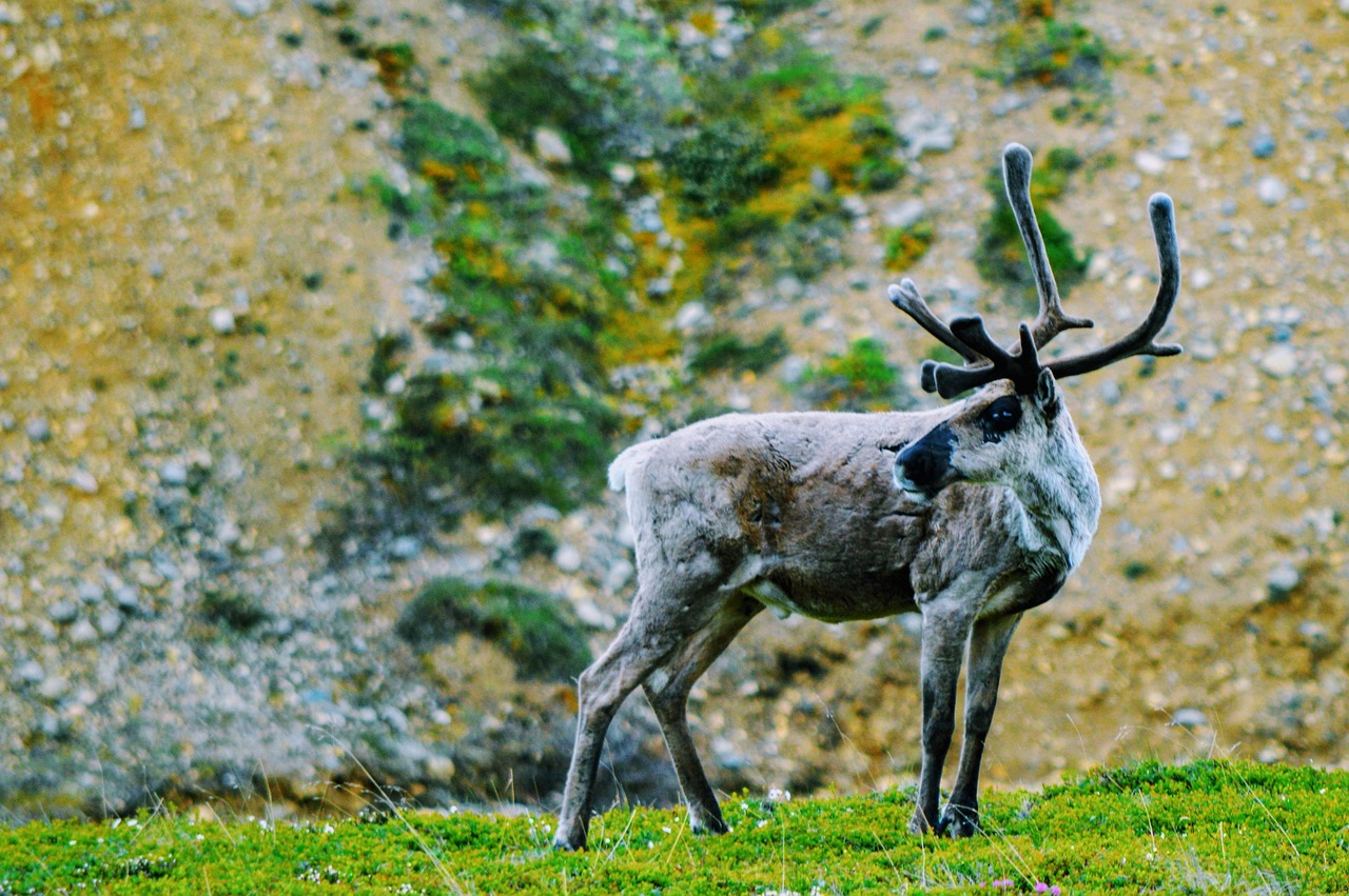 Discovering the Fascinating World of the Caribou Animal