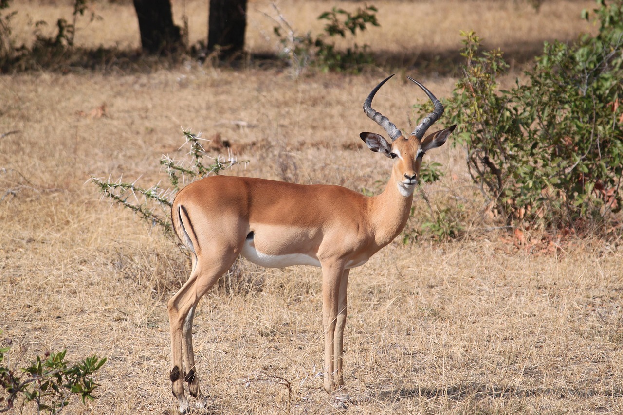 Discover the Fascinating World of the Gazelle Animal