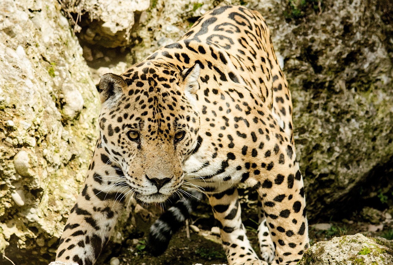 Unveiling the Majestic Jaguar Animal: Facts, Habitat, and Conservation