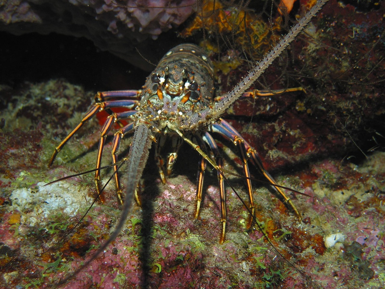 Understanding the Fascinating Lobster Animal