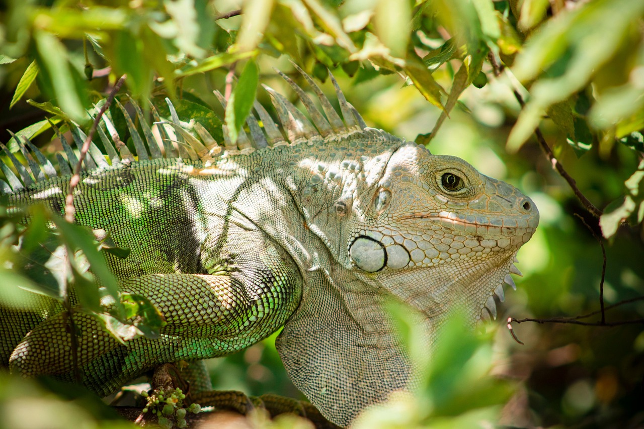 Discovering the Wonders of Animal Sounds: Nature's Symphony