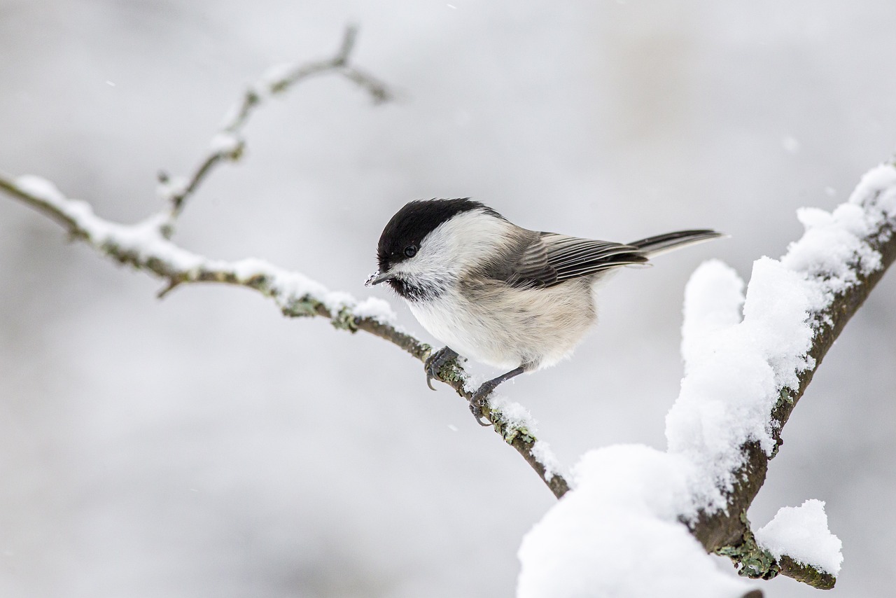 Exploring the Fascinating World of Forest Animals