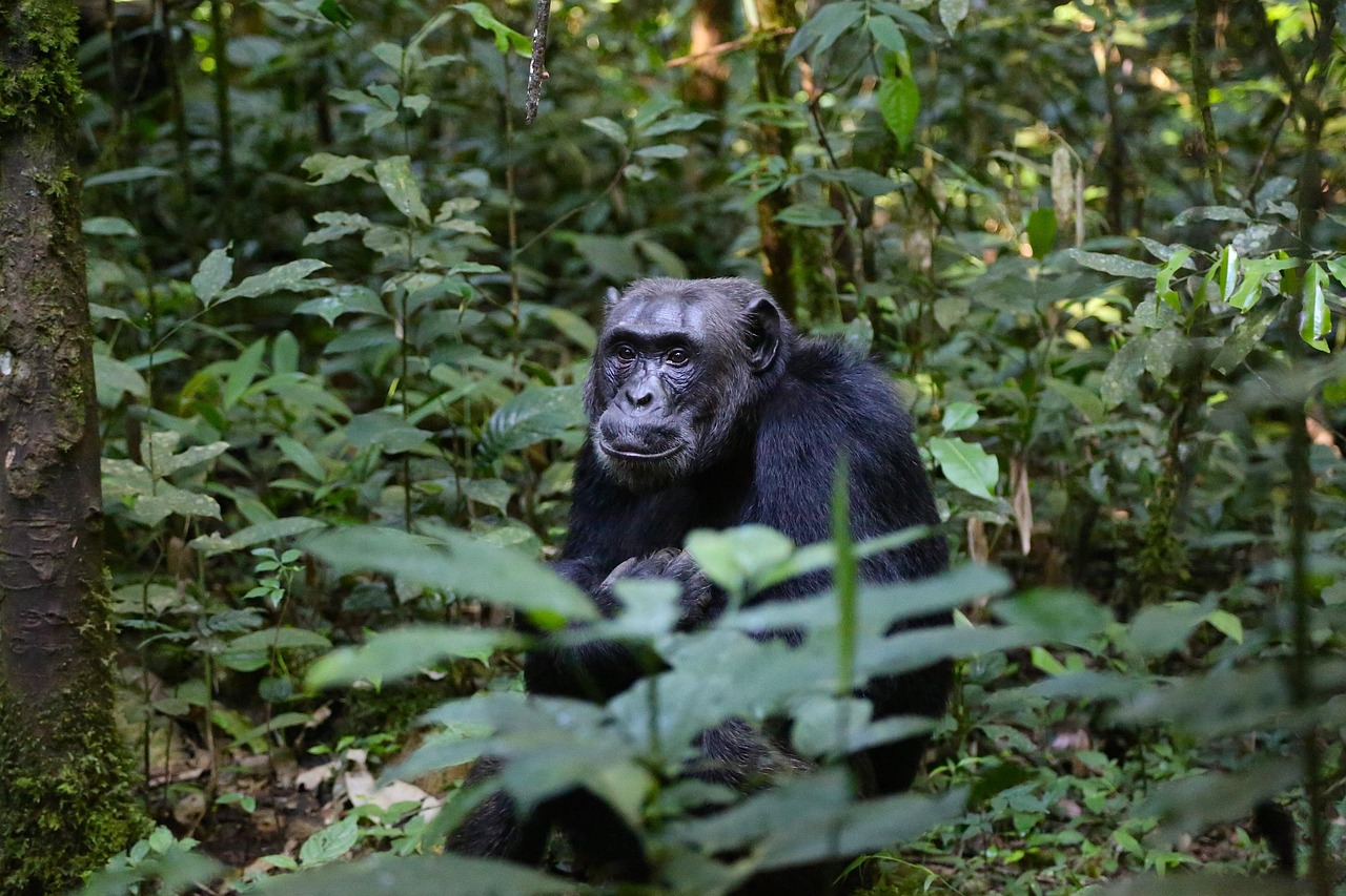 Exploring the Fascinating World of Rainforest Animals