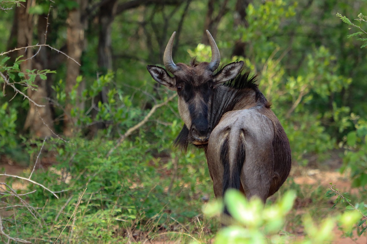 Discover the Fascinating World of Wild Animals