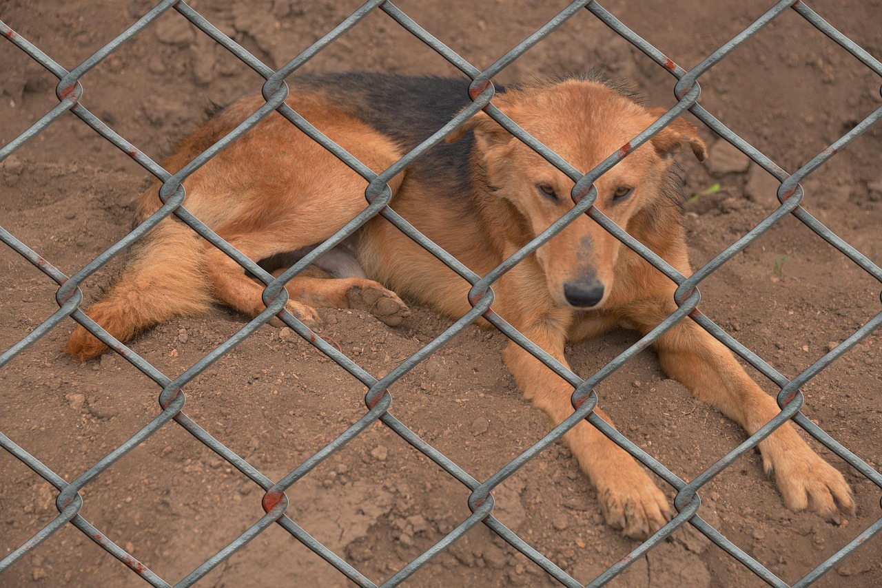 Discover Joy at LaGrange Animal Shelter: Your Guide to Adoption