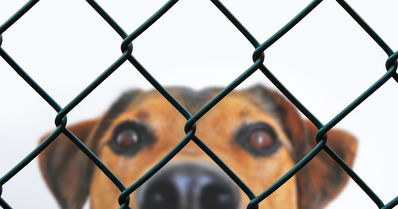 Northeast Animal Shelter: Your Guide to Pet Adoption and Care