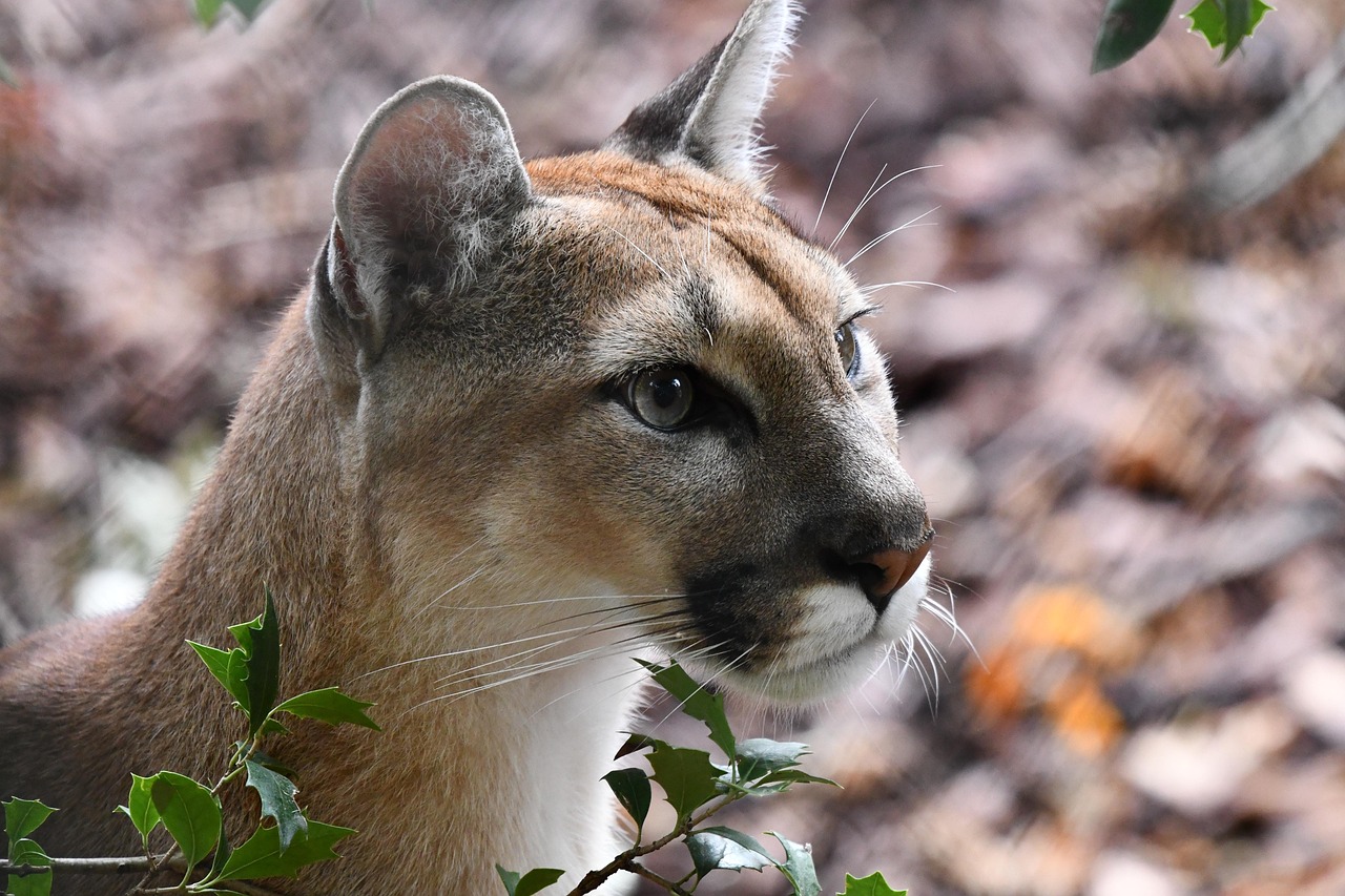 Discover the Fascinating World of the Puma Animal