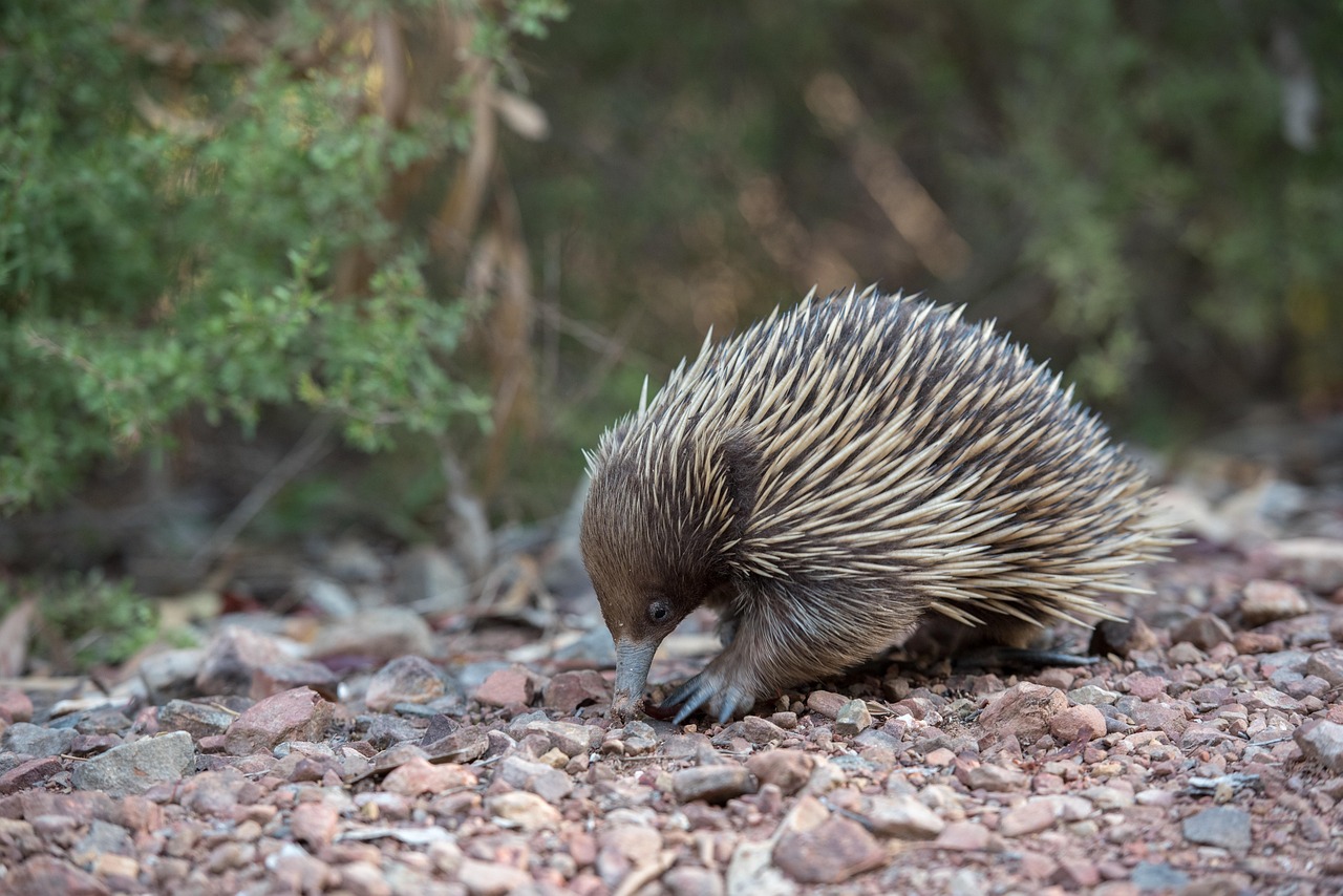 Discover the Fascinating Echidna Animal: Nature's Spiky Marvel