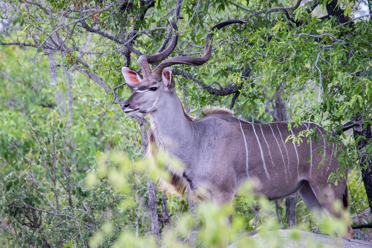 Discover the Fascinating Kudu Animal: Traits, Habitat, and More