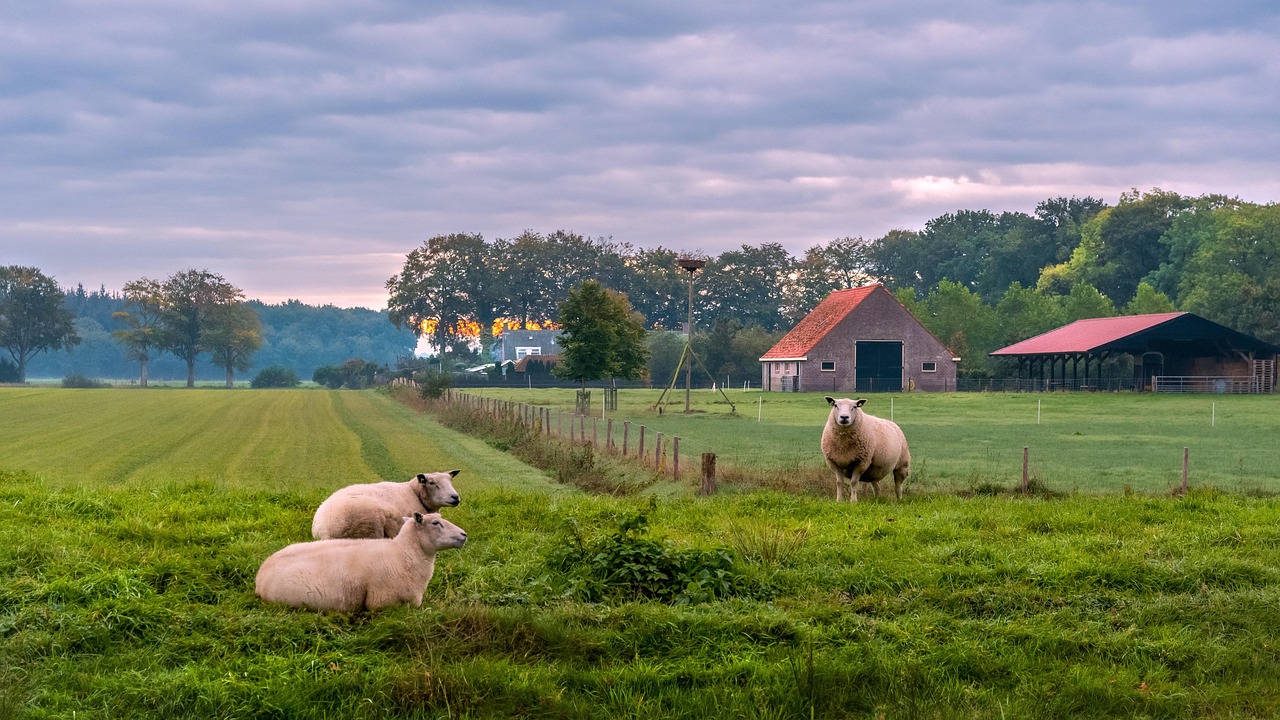 The Essential Guide to Animal Husbandry: Techniques, Benefits, and Best Practices