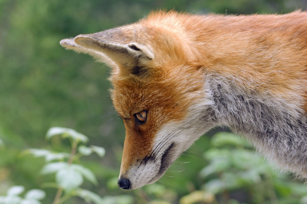 Exploring the Fascinating World of Lean Muscular Carnivores with Fangs