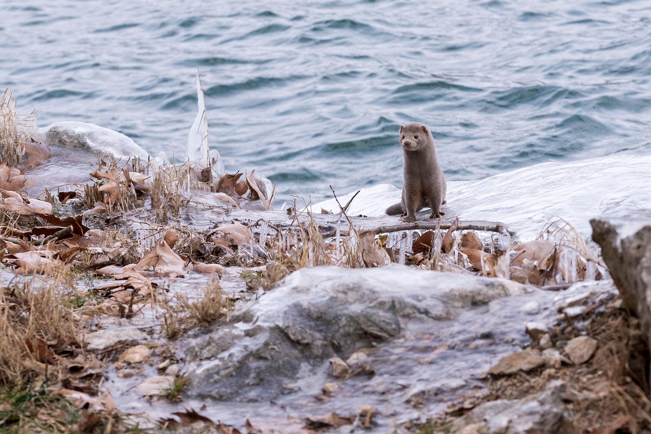 The Fascinating World of Mink Animals: An In-depth Exploration