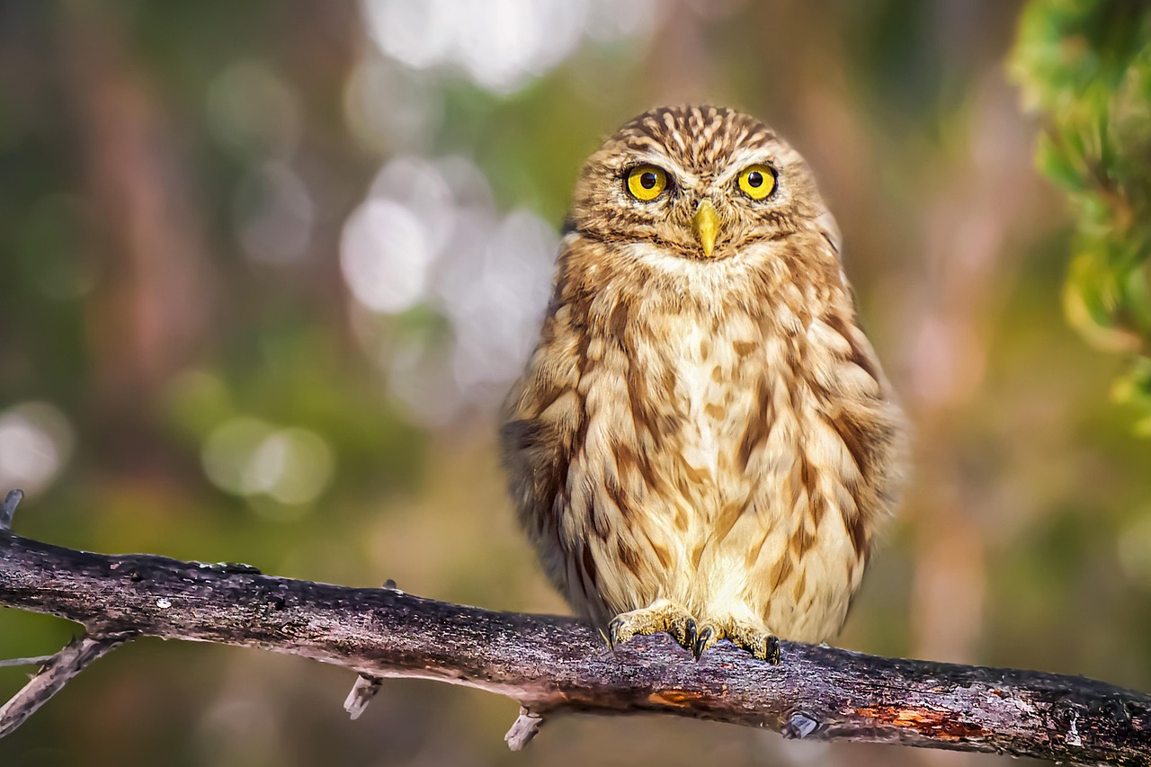 Explore the Fascinating List of Animals That Are Nocturnal