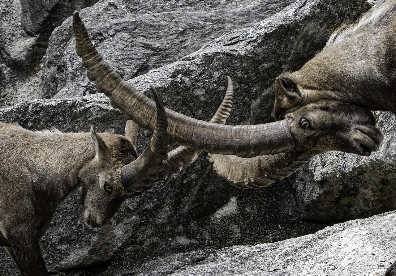 Discovering the Ram: An Animal Full of Strength and Significance