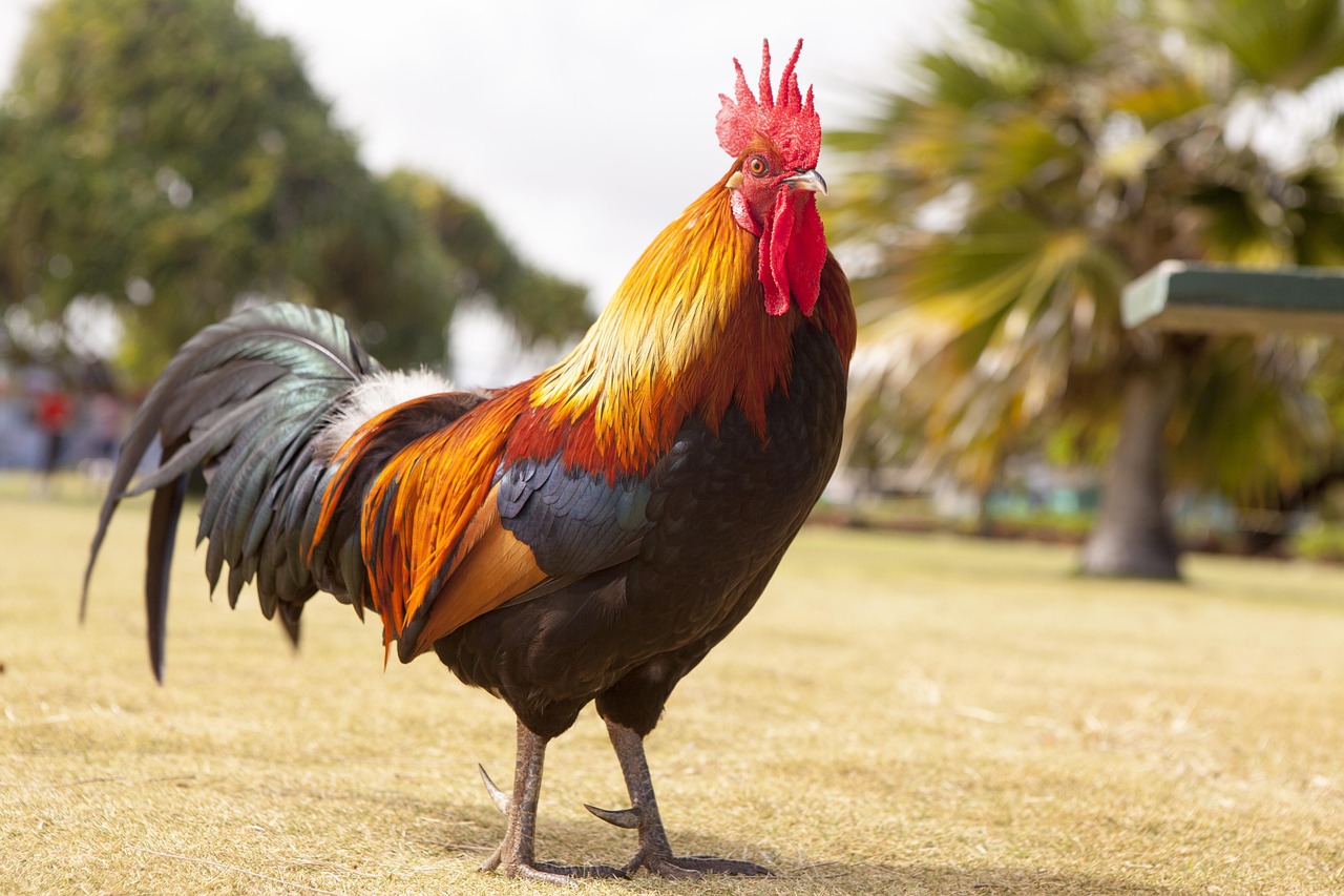 Discover the Fascinating World of the Chicken Animal