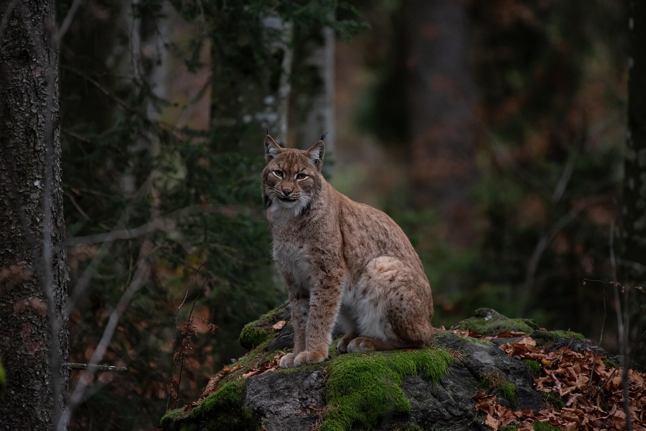 Discover the Bobcat Animal: Nature’s Stealthy Predator