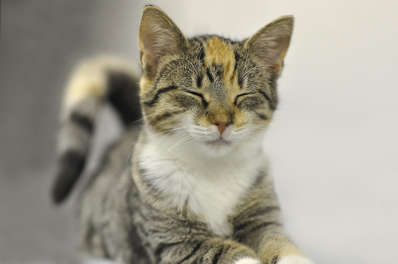 Discover the Camarillo Animal Shelter: Your Guide to Adoption and Care