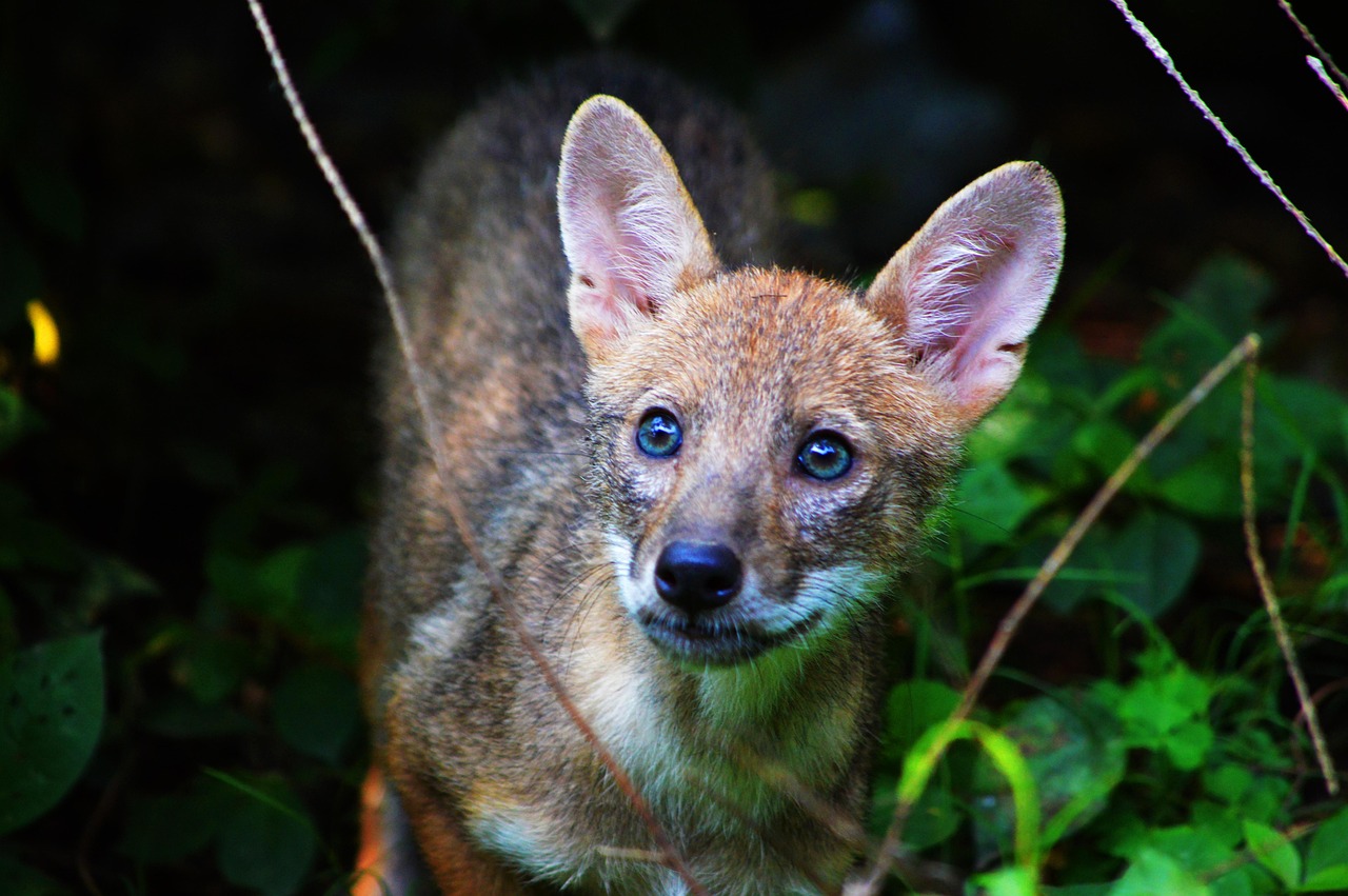 Exploring the Fascinating World of the Jackal Animal