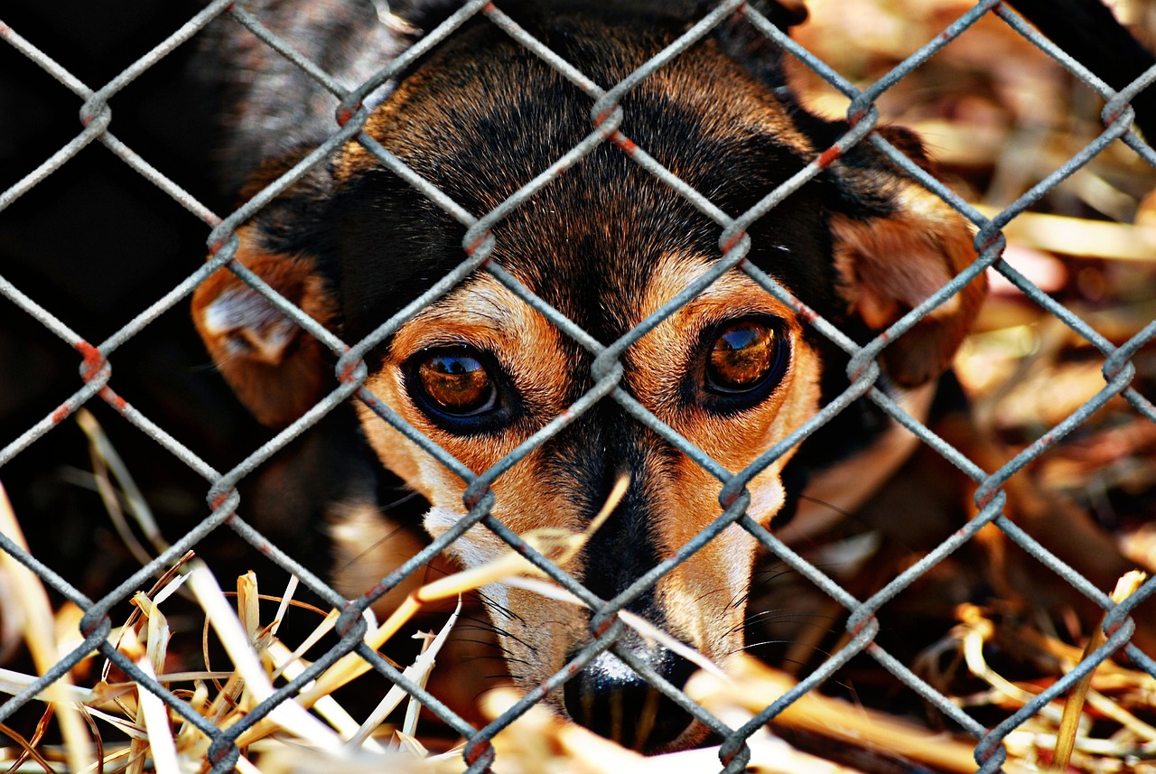 Discover Lampasas Animal Shelter: A Guide to Adoption and Community Support