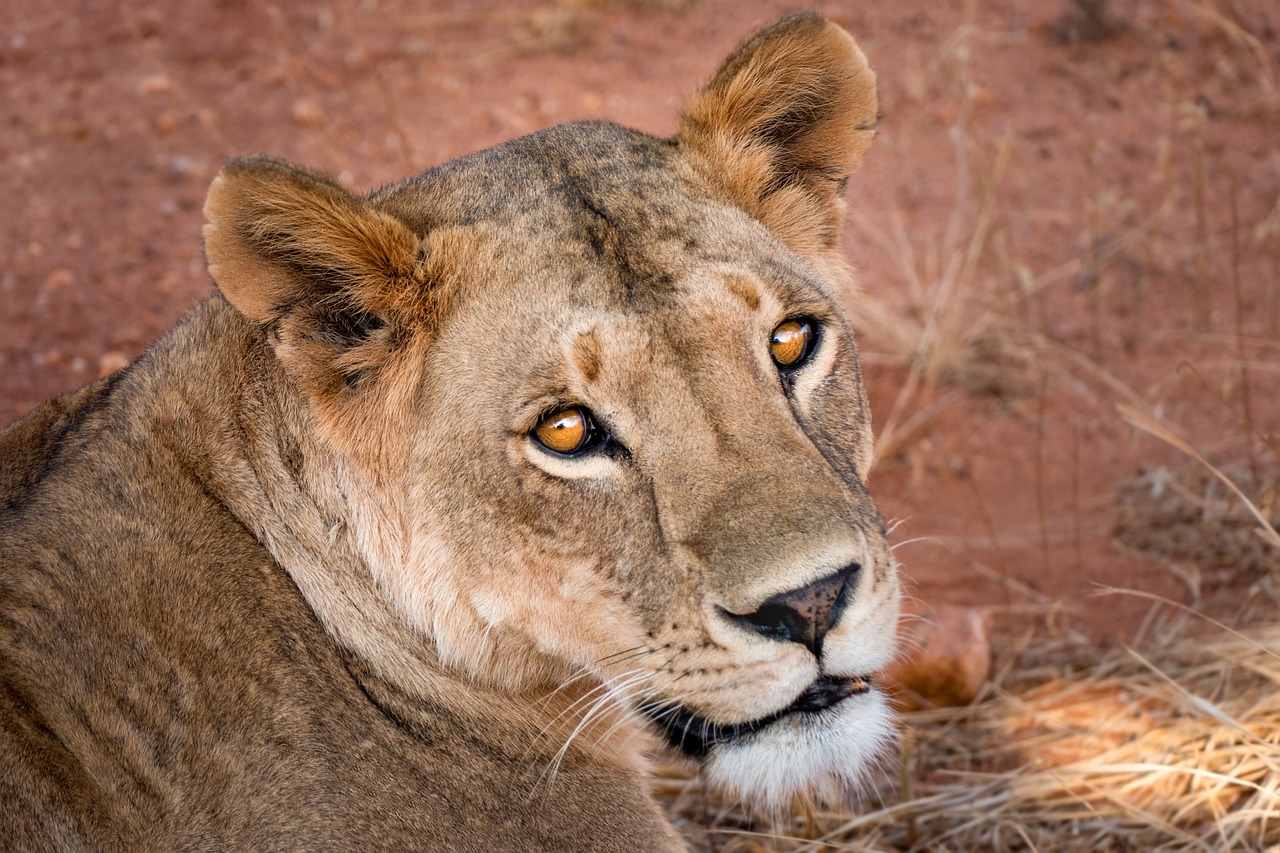 The Lioness Spirit Animal: Embrace Empowerment and Strength